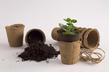 pots with a seedling and black earth on white background