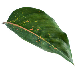 Portrait of tropical leaves of Aglaonema with isolated background