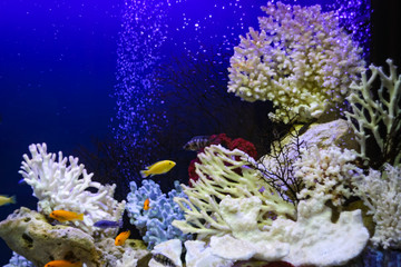 Fototapeta na wymiar Many colorful fish swim in the aquarium with corals