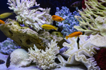 Many colorful fish swim in the aquarium  with corals