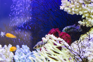Naklejka na ściany i meble Many colorful fish swim in the aquarium with corals
