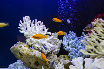 Many colorful fish swim in the aquarium  with corals