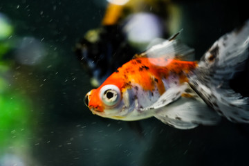 goldfish, fish swim in aquarium close-up