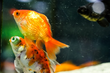 goldfish, fish swim in aquarium close-up