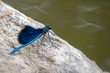 Dragonfly
