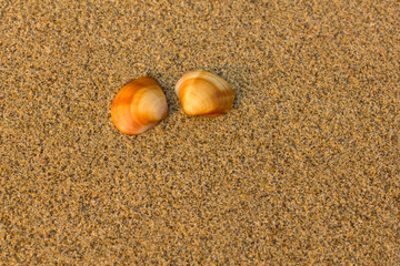Fototapeta na wymiar two brown orange shells close up on blurred yellow sand