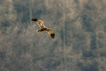 Western marsh harrier (Circus aeriginosus)