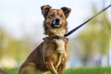 The domestic dog plays on a leash on the grass in the summer.