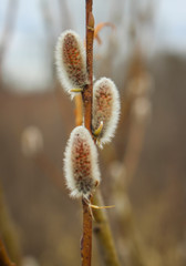 Early spring willow catkins. A branch with swollen buds for Easter decoration. A willow branch pointing upwards as a symbol of spring.