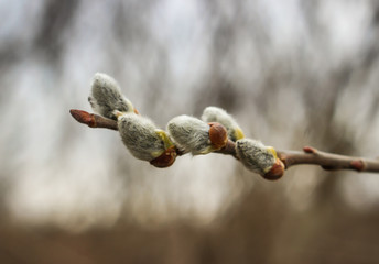 Early spring willow catkins. A branch with swollen buds for Easter decoration. A willow branch pointing upwards as a symbol of spring.