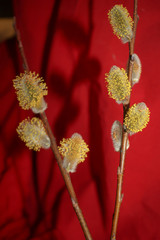 Early spring flowering male catkins (pussy willow, grey willow, goat willow). Branches with Expanded buds for Easter decoration. Close-up of Willow twig as a spring symbol, outdoor. 