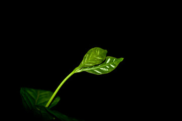 Obraz premium green leaf