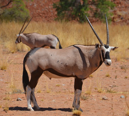 Gemsbock or gemsbuck (Oryx gazella) Namib-Naukluft National Park is a national park of Namibia ...