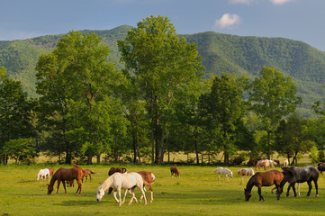 Horses in Smoky Mountains Cades Cove in Late Spring