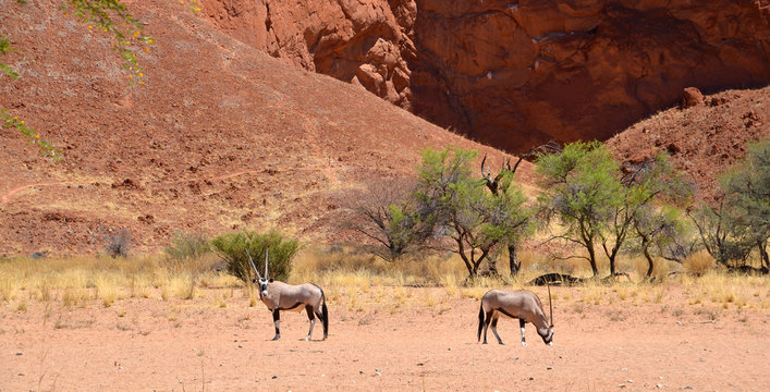 Gemsbock or gemsbuck (Oryx gazella) Namib-Naukluft National Park is a national park of Namibia  part of the Namib Desert considered the world's oldest desert and the Naukluft mountain range
