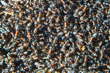 Large group of Formica polyctena ants. Formica polyctena is a species of European red wood ant. Focused to center