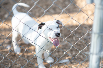 Puppies in a Fence