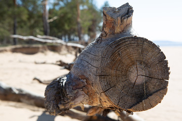 felled trees, windbreak, wood harvesting