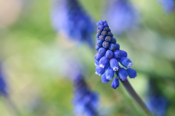 Bunch of blue grape hyacinth, close up of flower head