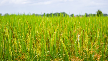 Jasmine rice field in Thailand.  Beautiful golden rice field landscape.