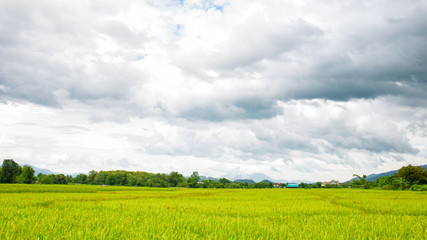 Jasmine rice field in Thailand.  Beautiful golden rice field landscape.