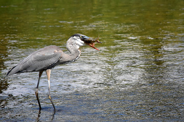 Naklejka premium Great Blue Heron with Fish