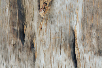 texture of old wood without bark