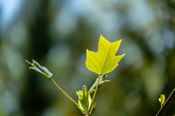 Obraz premium Soft close-up focus of young green leaf of tulip tree Liriodendron tulipifera in focus against background of blurry spring garden. Nature concept for design