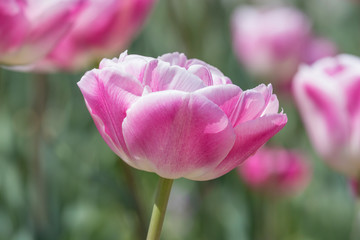Naklejka premium close up of peony tulip in garden at spring