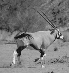 Gemsbock or gemsbuck (Oryx gazella) Namib-Naukluft National Park is a national park of Namibia ...