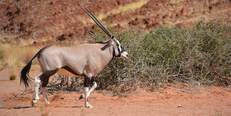 Gemsbock or gemsbuck (Oryx gazella) Namib-Naukluft National Park is a national park of Namibia ...