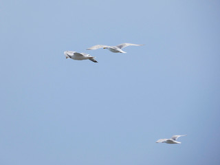 Fototapeta premium Gaviota planeando sobre cielo azul