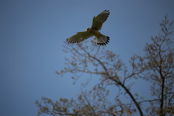 falcon flying in the wind 