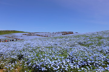 青いじゅうたんのような日本の美しいネモフィラ畑