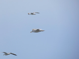 Gaviota planeando sobre cielo azul