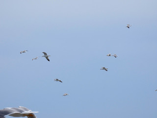 Gaviota planeando sobre cielo azul