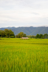 Landscape of Thai Jasmine rice fully with ears of rice.