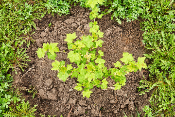 Bushes of young raspberries, a seedling in the open air grows close up in the garden on the chernozem. Selective focus