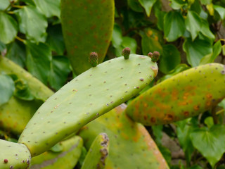 Higo chumbo es la fruta de la chumbera