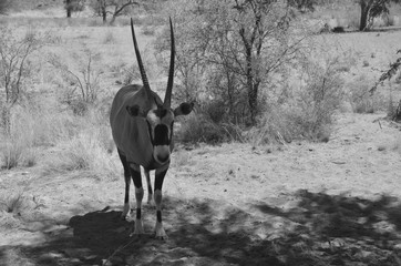 Gemsbock or gemsbuck (Oryx gazella) Namib-Naukluft National Park is a national park of Namibia ...