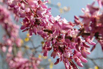 Blossoming pink flower background. Flowering decorative Japanese cherry branch in spring garden, macro image with copyspace and beautiful bokeh.