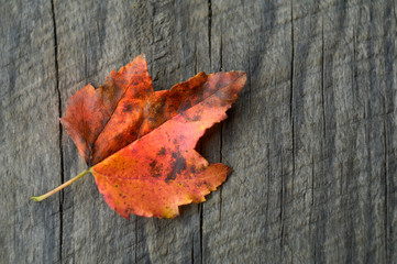 Naklejka na ściany i meble Red leaf in Great Smoky Mountains National Park