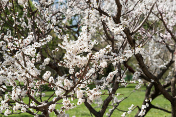 Blooming white sakura. Macro photo of beautiful flowers and sprigs of cherry wood.