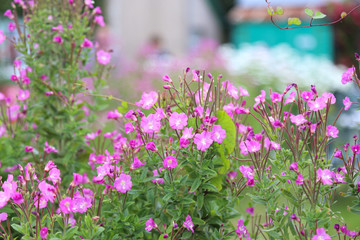 Fototapeta premium Rosebay-Willow herb