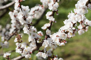 Blooming white sakura. Macro photo of beautiful flowers and sprigs of cherry wood.
