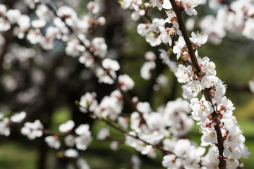 Blooming white sakura. Macro photo of beautiful flowers and sprigs of cherry wood.