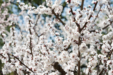 Blooming white sakura. Macro photo of beautiful flowers and sprigs of cherry wood.