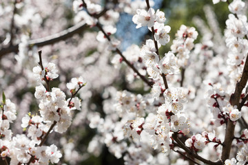 Blooming white sakura. Macro photo of beautiful flowers and sprigs of cherry wood.