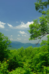 Obraz premium View from Roaring Fork Motor Nature Trail