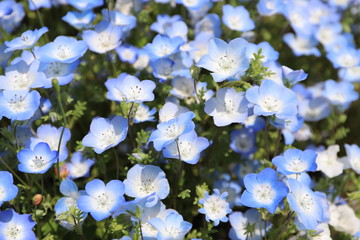 日本の公園の青いネモフィラの花